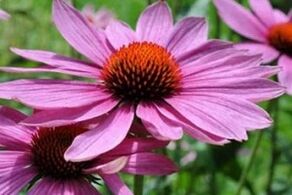Echinacea juice prosztatitisz kezelésére